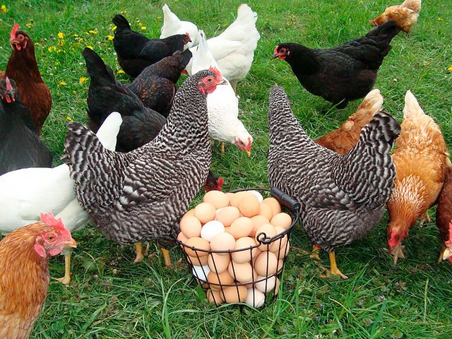 Содержание кур и уход за ними | ЗооТом - продажа, вязка и услуги для животных в Михайловке
