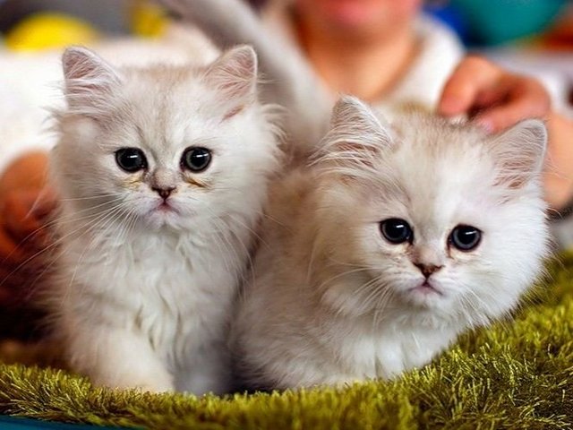 Породы кошек в Михайловке | ЗооТом портал о животных
